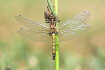 Attēlu rezultāti vaicājumam “Leucorrhinia pectoralis”