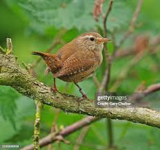 Attēlu rezultāti vaicājumam “Troglodytes troglodytes”
