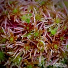 Attēlu rezultāti vaicājumam “Sphagnum warnstorfii”