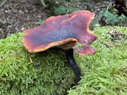 Attēlu rezultāti vaicājumam “Polyporus badius”