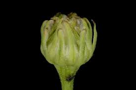 Attēlu rezultāti vaicājumam “Tripleurospermum inodorum leaf”