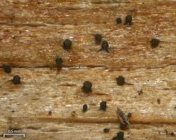 Attēlu rezultāti vaicājumam “Microcalicium disseminatum”