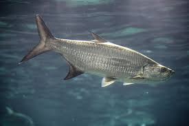Image result for Megalops atlanticus