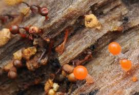 Attēlu rezultāti vaicājumam “Heterotrichia insignis (syn. Arcyria insignis) macro”