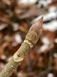 Attēlu rezultāti vaicājumam “Aesculus flava bud”