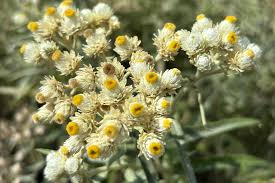 Attēlu rezultāti vaicājumam “Anaphalis margaritacea flower”