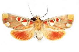 Attēlu rezultāti vaicājumam “Drepanidae”