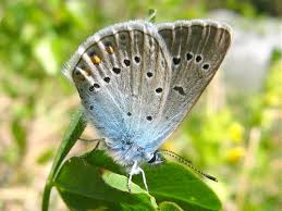 Attēlu rezultāti vaicājumam “Agrodiaetus amandus female”