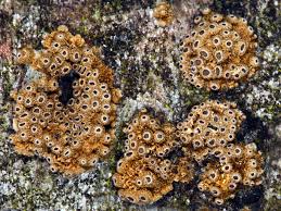 Attēlu rezultāti vaicājumam “Merismodes anomala”