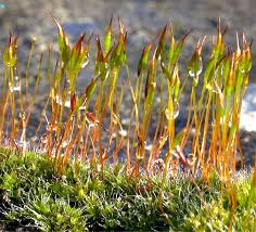 Attēlu rezultāti vaicājumam “Tortula lingulata”