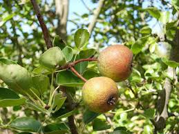Attēlu rezultāti vaicājumam “Pyrus pyraster fruit”