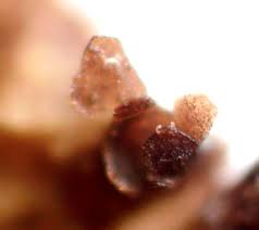 Attēlu rezultāti vaicājumam “Licea chelonoides macro”