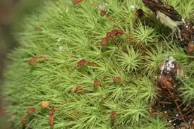 Attēlu rezultāti vaicājumam “Bartramia pomiformis”