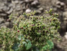 Attēlu rezultāti vaicājumam “Chenopodium polyspermum var. acutifolium”