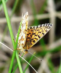 Attēlu rezultāti vaicājumam “Clossiana selene”