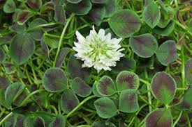 Attēlu rezultāti vaicājumam “Trifolium repens”