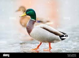 Attēlu rezultāti vaicājumam “Anas platyrhynchos male”