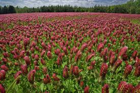 Image result for Trifolium incarnatum