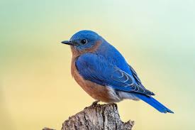 Image result for Bird