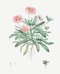 Image result for Mesembryanthemum criniflorum