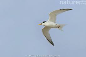 Attēlu rezultāti vaicājumam “Sternula albifrons”