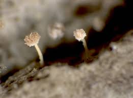 Attēlu rezultāti vaicājumam “Sclerophora coniophaea”