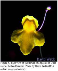 Image result for Utricularia