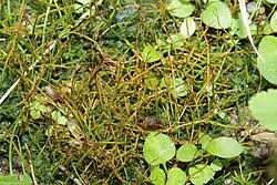 Attēlu rezultāti vaicājumam “Phaeoceros laevis subsp. carolinianus”