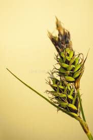 Attēlu rezultāti vaicājumam “Carex buxbaumii”