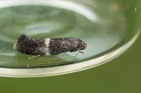 Attēlu rezultāti vaicājumam “Elachista maculicerusella”