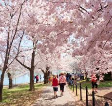 Image result for "cherry blossom" washington