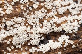 Attēlu rezultāti vaicājumam “Lachnum virgineum”