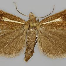 Attēlu rezultāti vaicājumam “Crambus heringiellus”