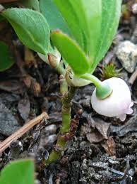 Attēlu rezultāti vaicājumam “Vaccinium uliginosum bud”