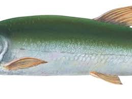 Image result for Ptychocheilus grandis