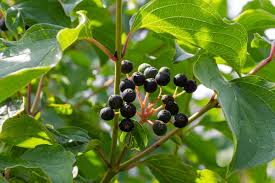 Attēlu rezultāti vaicājumam “Cornus sanguinea fruit”