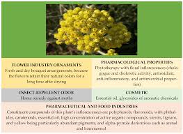 Attēlu rezultāti vaicājumam “Helichrysum arenarium”