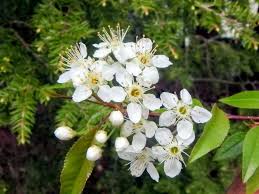 Attēlu rezultāti vaicājumam “Prunus serotina flower”
