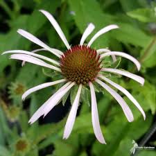 Attēlu rezultāti vaicājumam “Sclerophora pallida”