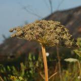 Attēlu rezultāti vaicājumam “Libanotis montana”