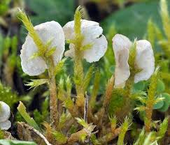 Attēlu rezultāti vaicājumam “Arrhenia retiruga”