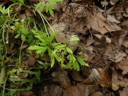 Attēlu rezultāti vaicājumam “Ochropsora ariae”