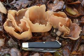 Attēlu rezultāti vaicājumam “Peziza repanda”