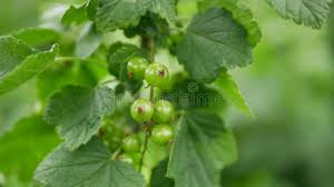 Attēlu rezultāti vaicājumam “Ribes rubrum fruit”