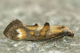 Attēlu rezultāti vaicājumam “Epermeniidae”