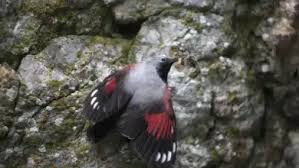Attēlu rezultāti vaicājumam “Bonasa bonasia eggs”