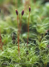 Attēlu rezultāti vaicājumam “Dicranella heteromalla sporophyte”