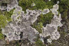 Attēlu rezultāti vaicājumam “Kretzschmaria deusta”