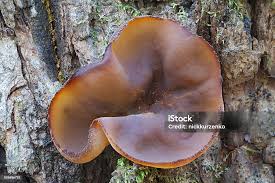 Attēlu rezultāti vaicājumam “Peziza vesiculosa”