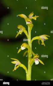 Attēlu rezultāti vaicājumam “Corallorhiza trifida”